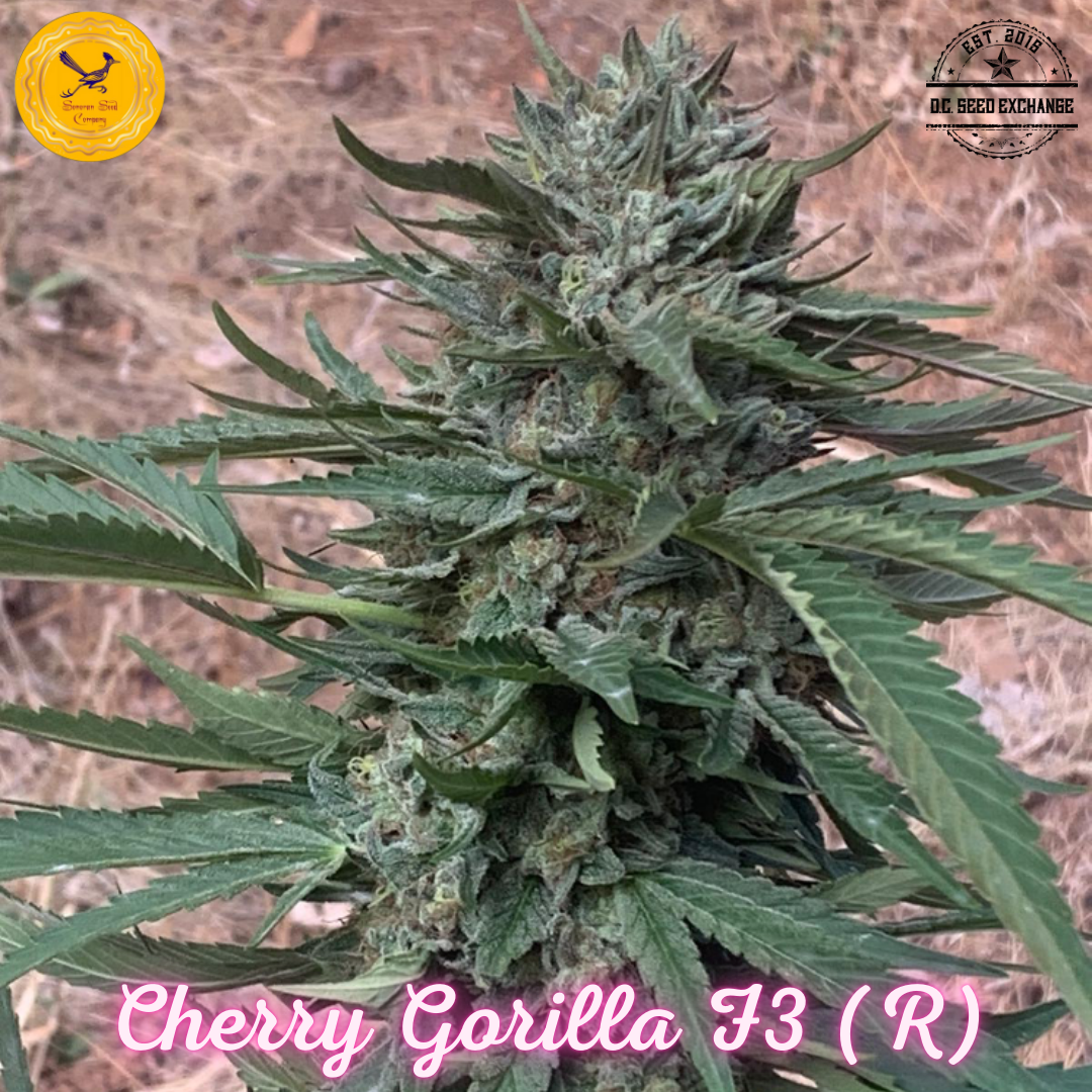 Cherry Gorilla F3 (Gorilla Glue #4 x Cherry Coconut F3) 10 Regular Seeds