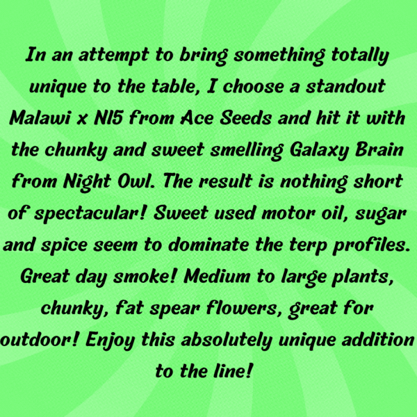 Agara Auto 5 Feminized Autoflower Seeds - Image 2