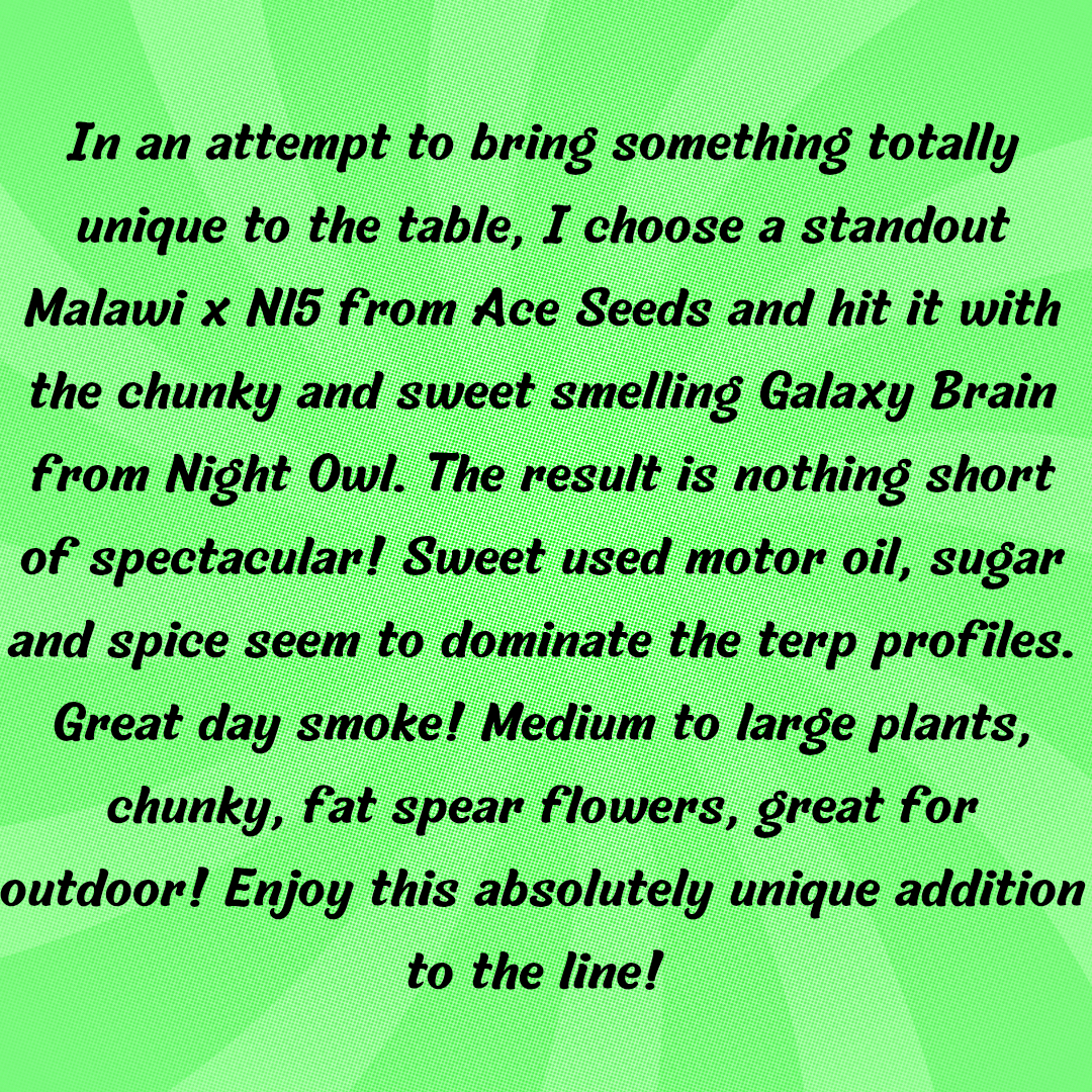 Agara Auto 5 Feminized Autoflower Seeds - Image 2