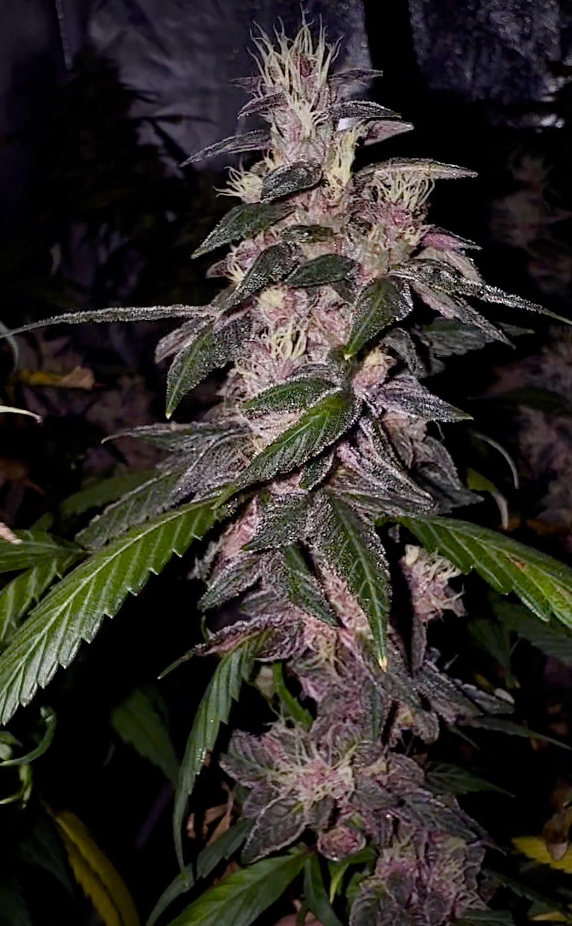 Ethiopian Blueberry F1 (Ethiopian Banana x Blueberry Milk) 12 Feminized Seeds - Image 2