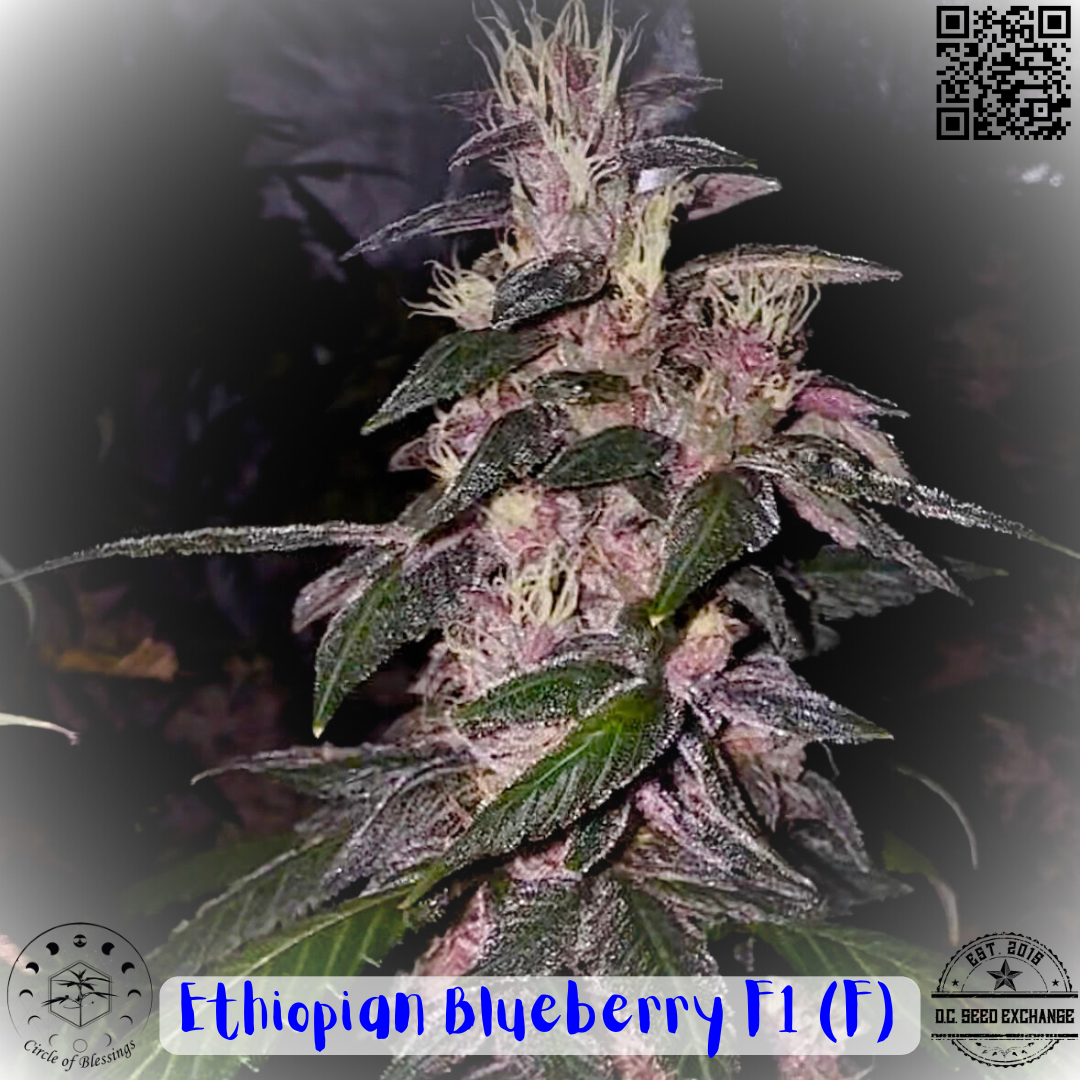 Ethiopian Blueberry F1 (Ethiopian Banana x Blueberry Milk) 12 Feminized Seeds