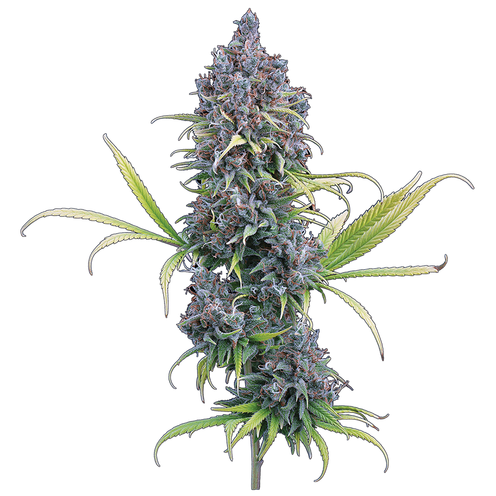 Durban Thai x Cinderella 99 3 Feminized Seeds - Image 2