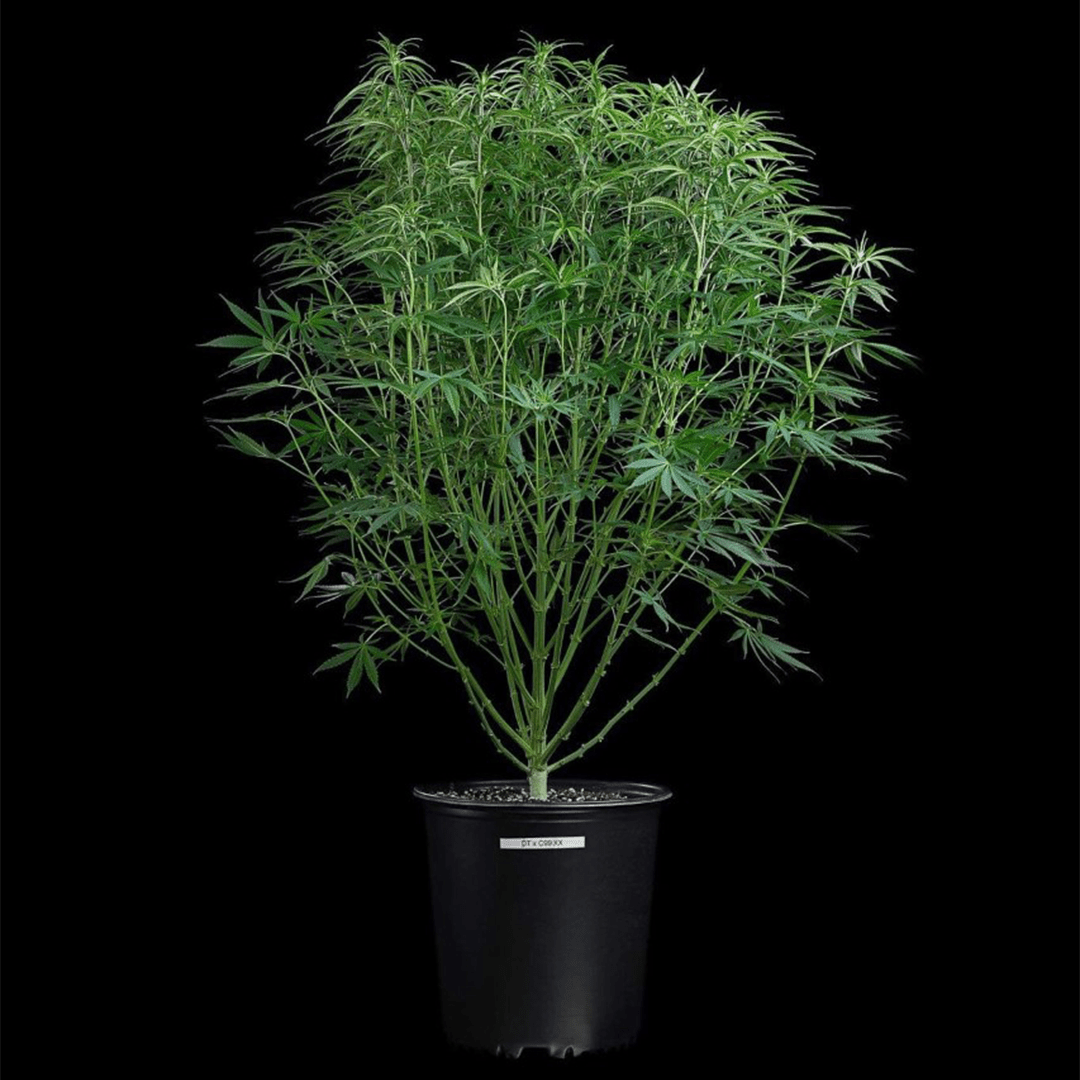 Durban Thai x Cinderella 99 3 Feminized Seeds - Image 3