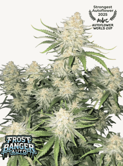 Frostbanger Auto 3 Feminized Autoflower Seeds