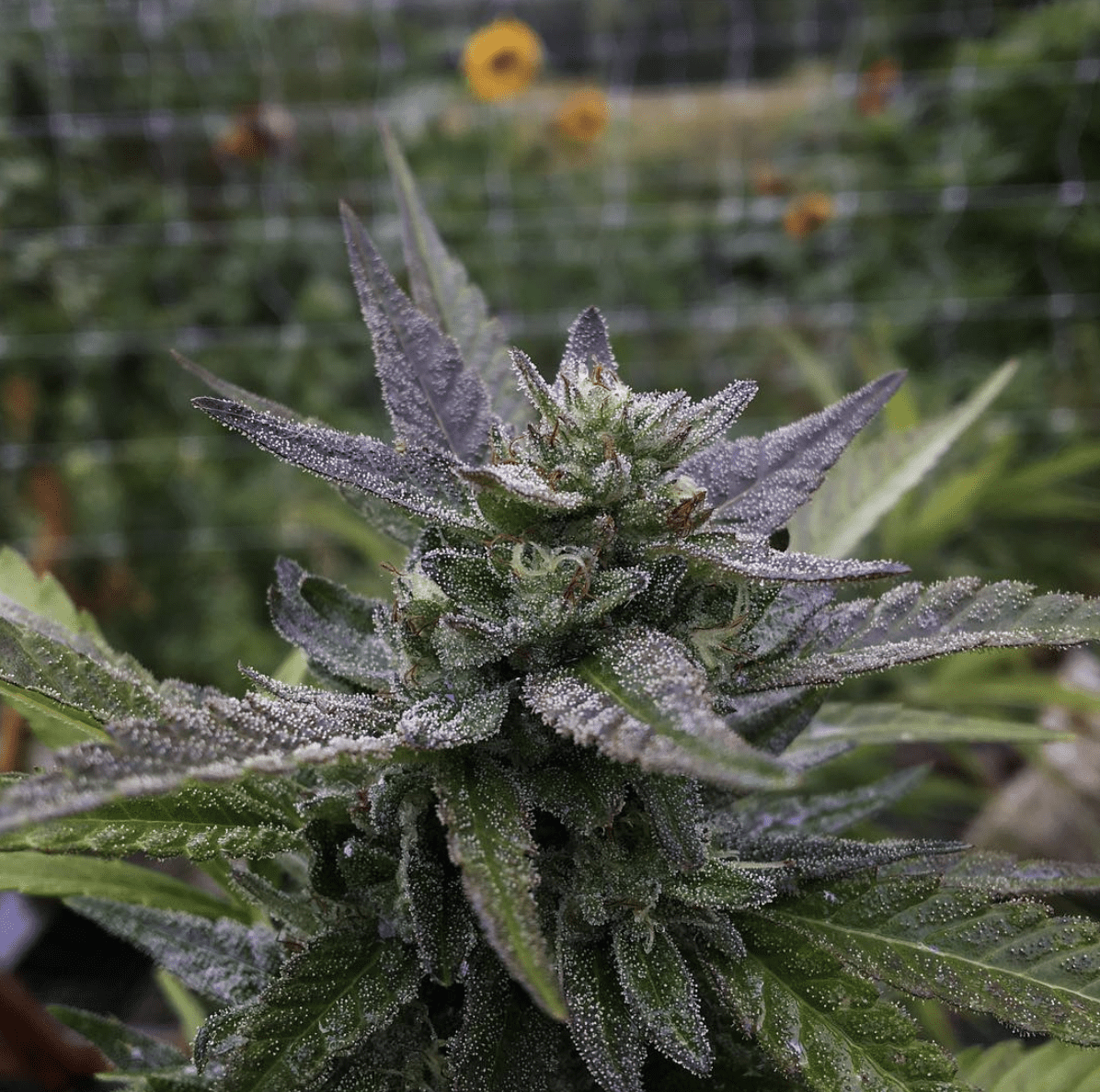 Woodstock Farmacy Galaxial Stardust F1 (Northern Lights #5 / Durban Poison x Mega Crown) 12 Regular Seeds - Image 2