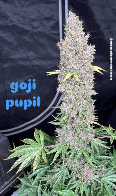 Goji Pupil S1 (Goji OG x Star Pupil) 7 Feminized Seeds