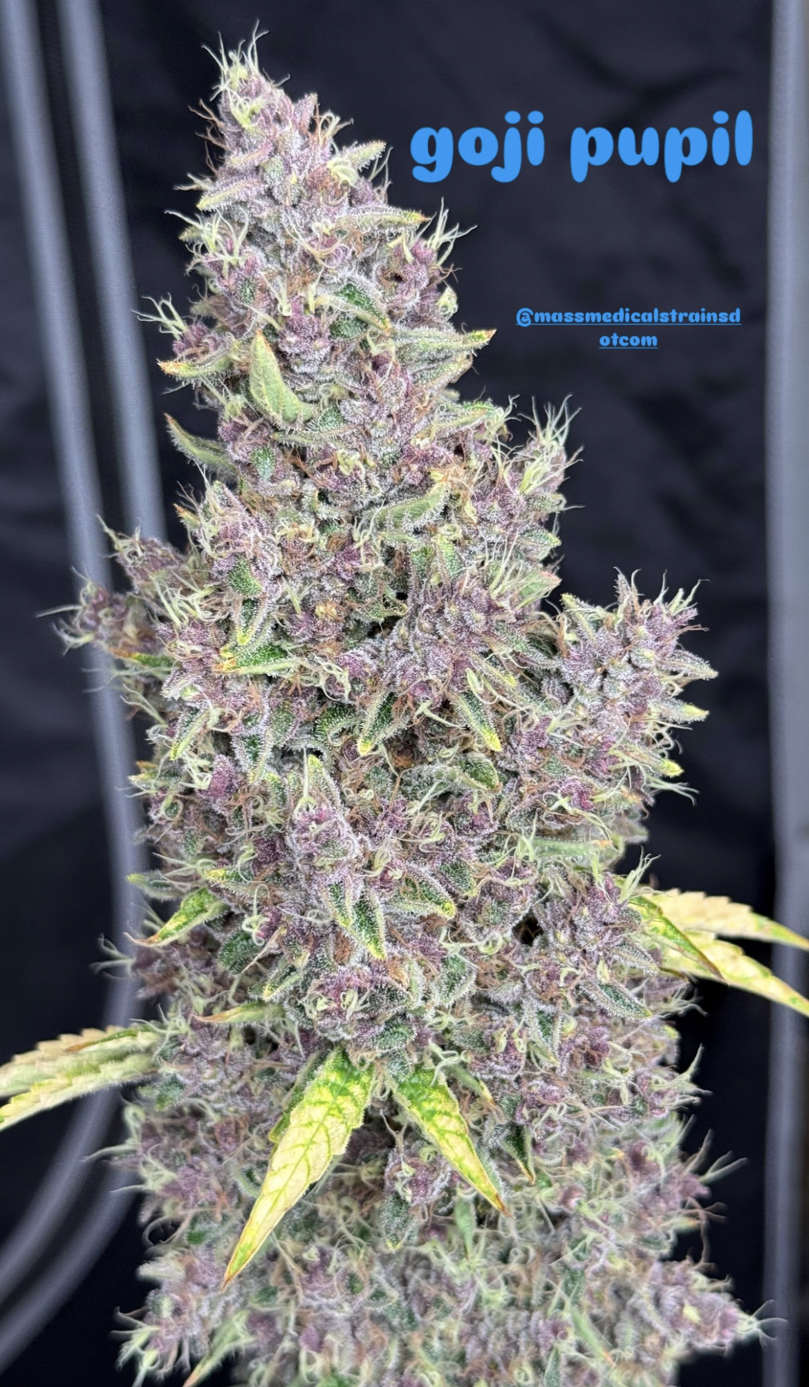 Goji Pupil S1 (Goji OG x Star Pupil) 7 Feminized Seeds - Image 2