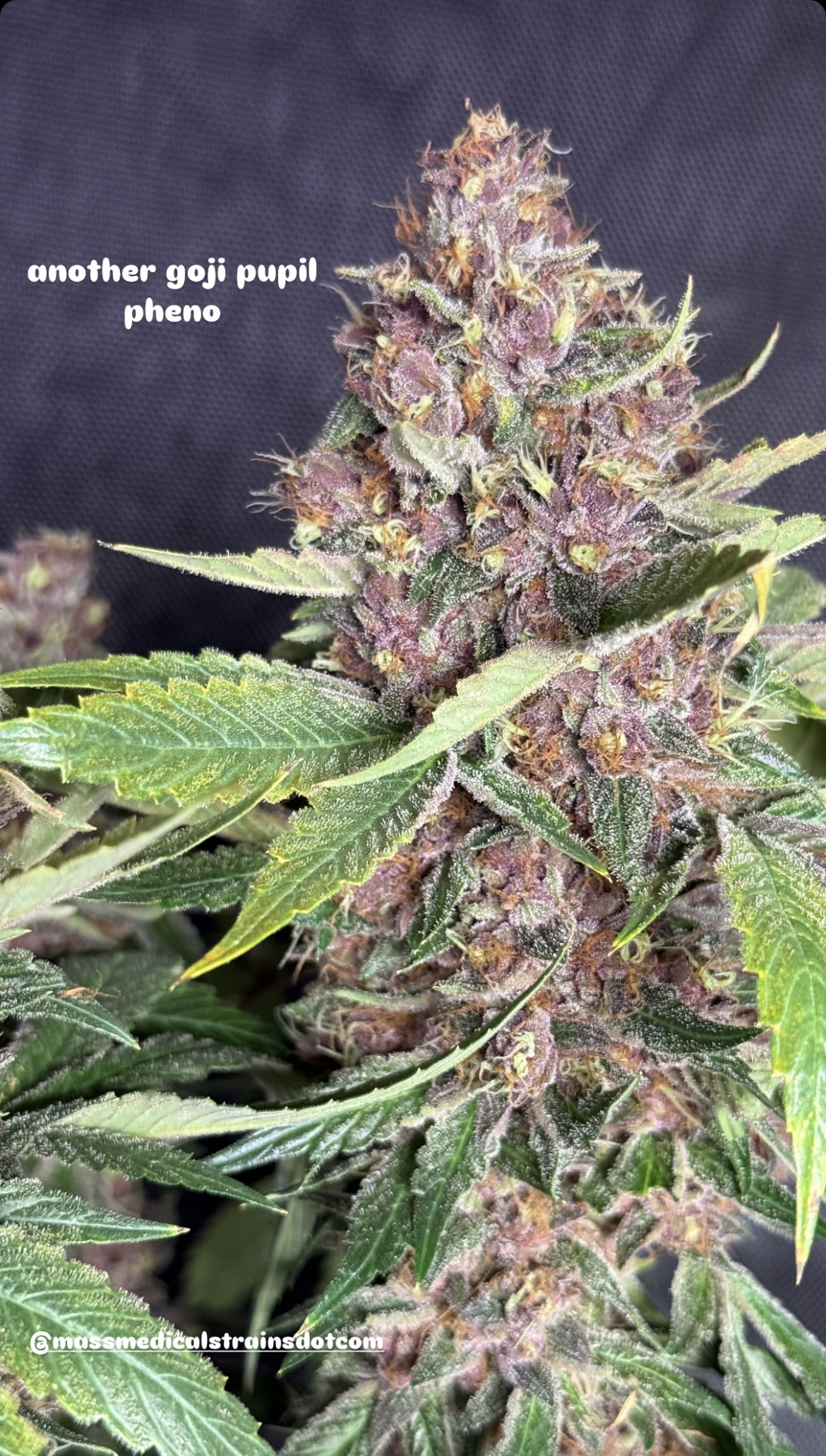 Goji Pupil S1 (Goji OG x Star Pupil) 7 Feminized Seeds - Image 3