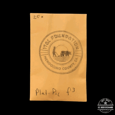 Ital Foundation Platinum Pie F3 25 Regular Seeds