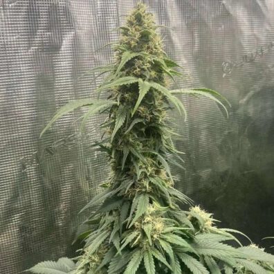 Jaws AK 47 F3