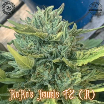 Koko's Jewels F2 (Monkey Nutz #2 x I-95) 10 Regular Seeds