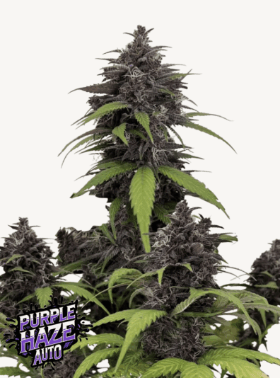 Purple Haze Auto 3 Feminized Autoflower Seeds