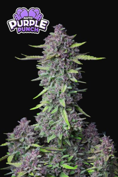 Purple Punch Auto 3 Feminized Autoflower Seeds