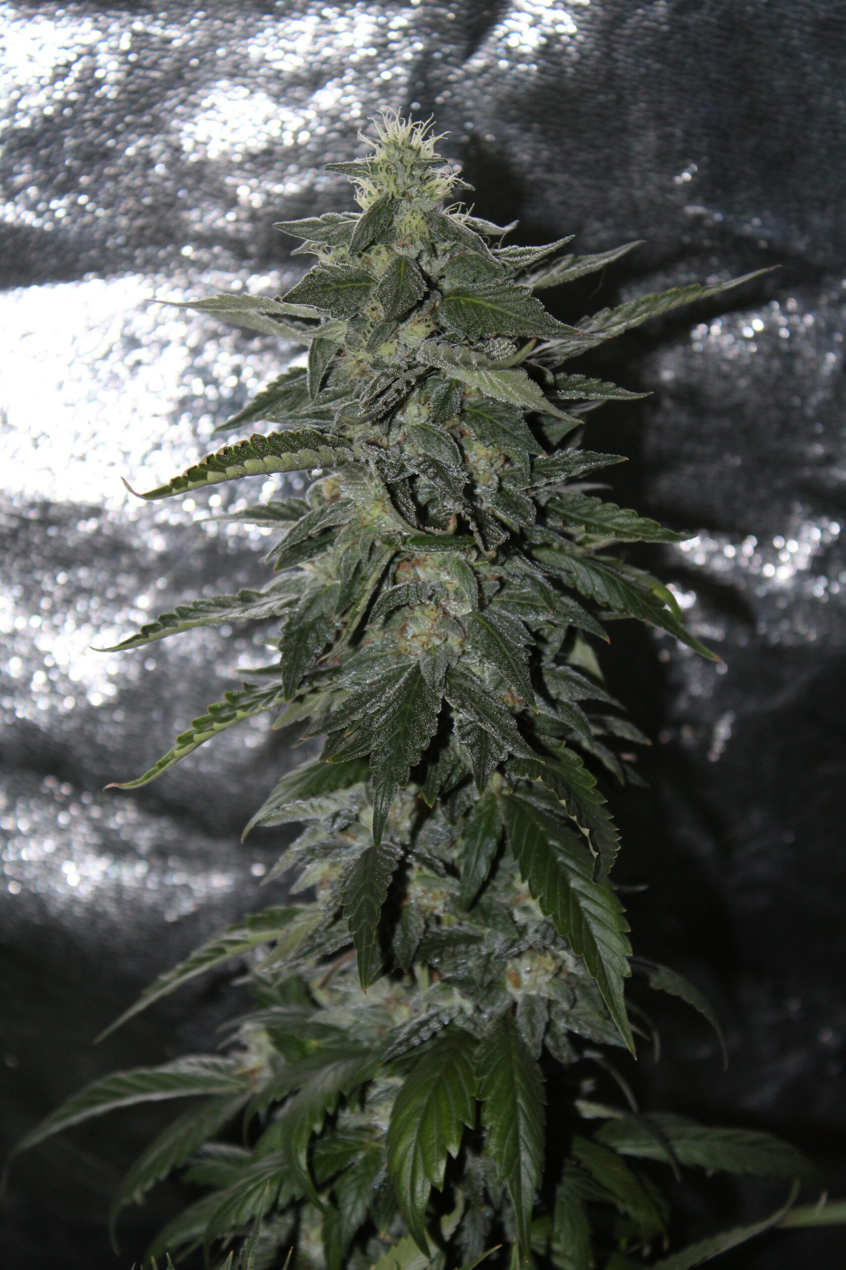 Sour Stickz F1 (Sour Chem x Sensi 13) 12 Feminized Seeds - Image 2
