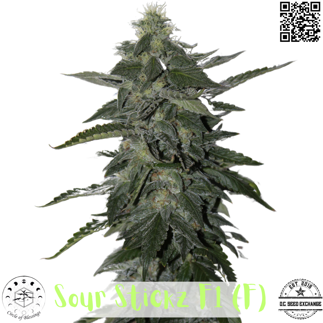Sour Stickz F1 (Sour Chem x Sensi 13) 12 Feminized Seeds