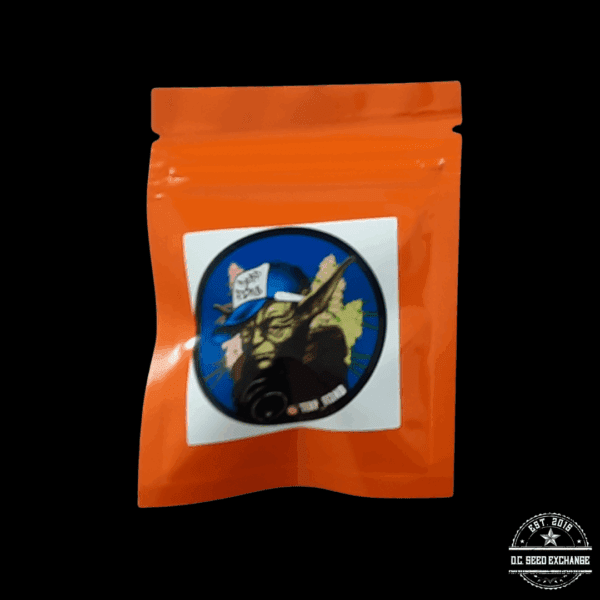 Terp Fi3nd Heady Eddy F1 (Pineapple Tart x Orange Headrush) 10 Regular Seeds - Image 3