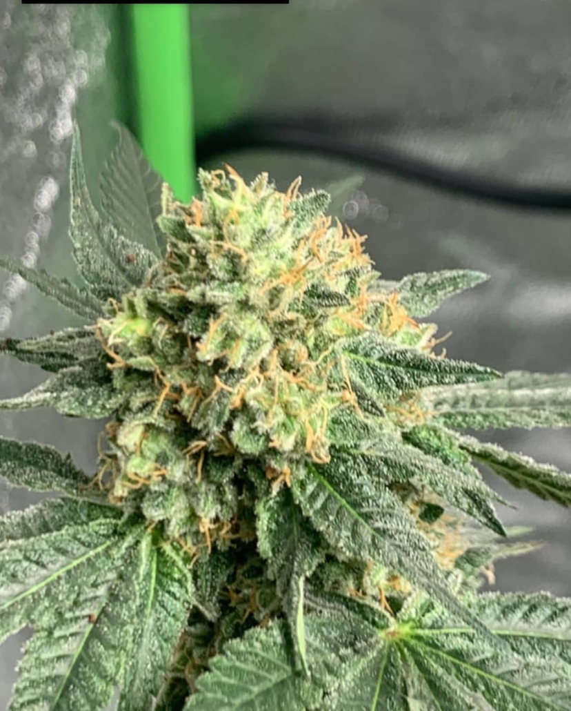 Terp Fi3nd Heady Eddy F1 (Pineapple Tart x Orange Headrush) 10 Regular Seeds - Image 2