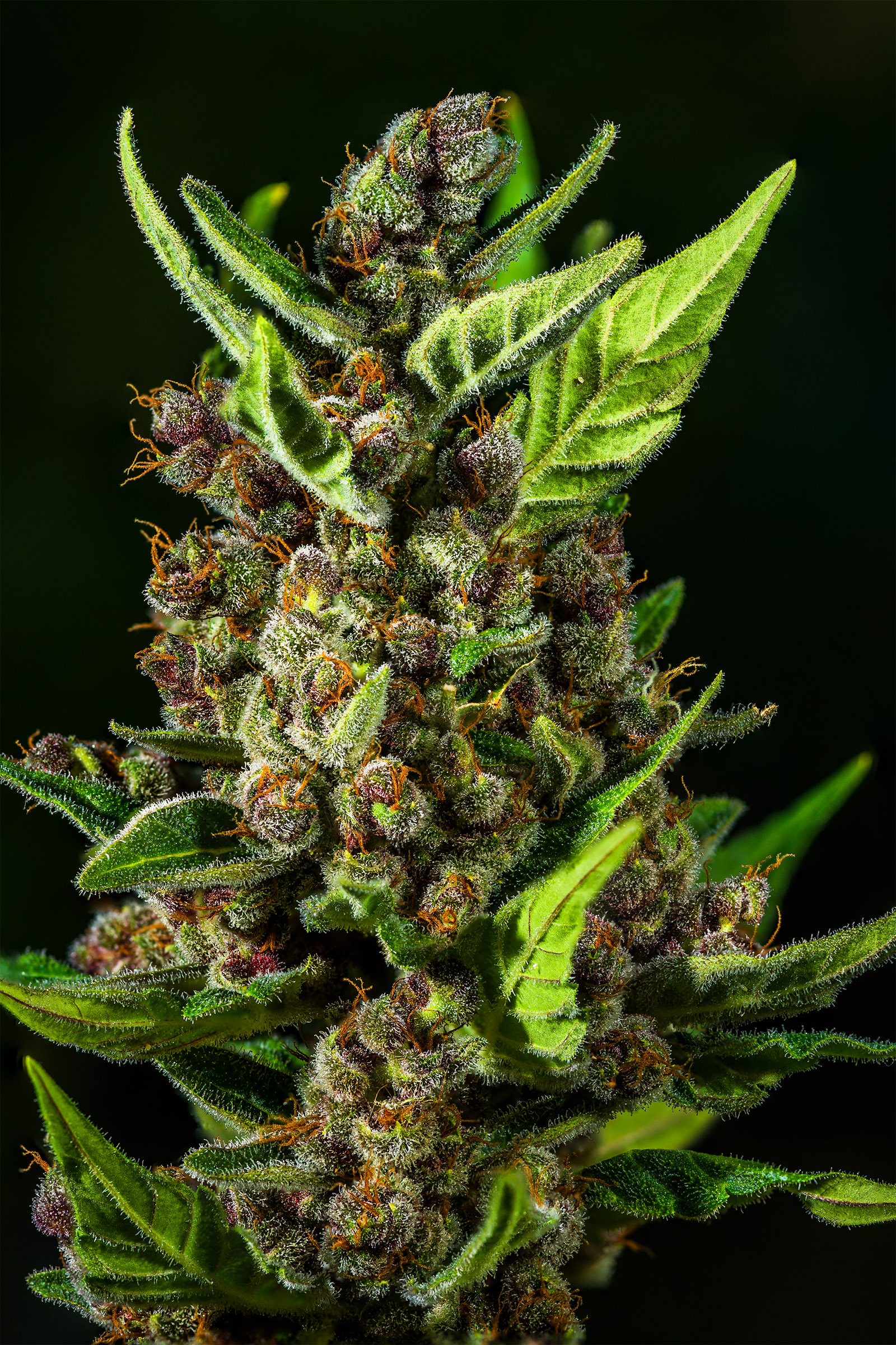 Tropicana Cookies Auto 3 Feminized Autoflower Seeds - Image 8