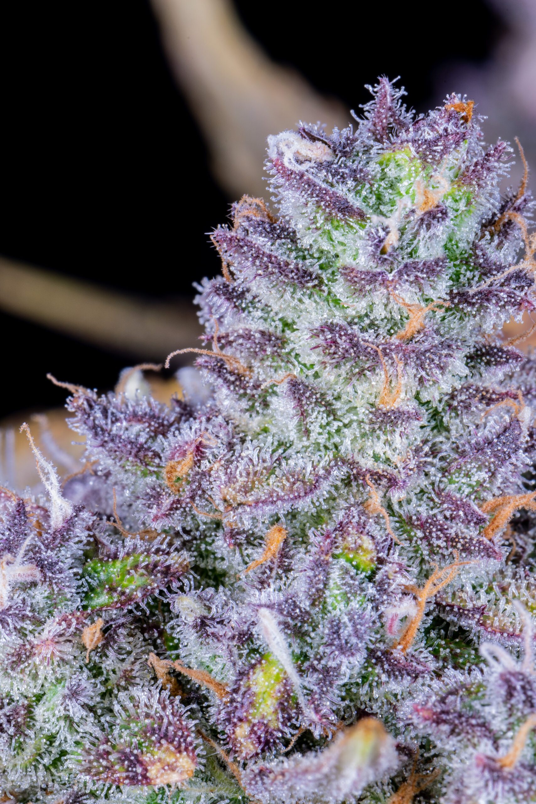 Tropicana Cookies Auto 3 Feminized Autoflower Seeds - Image 4