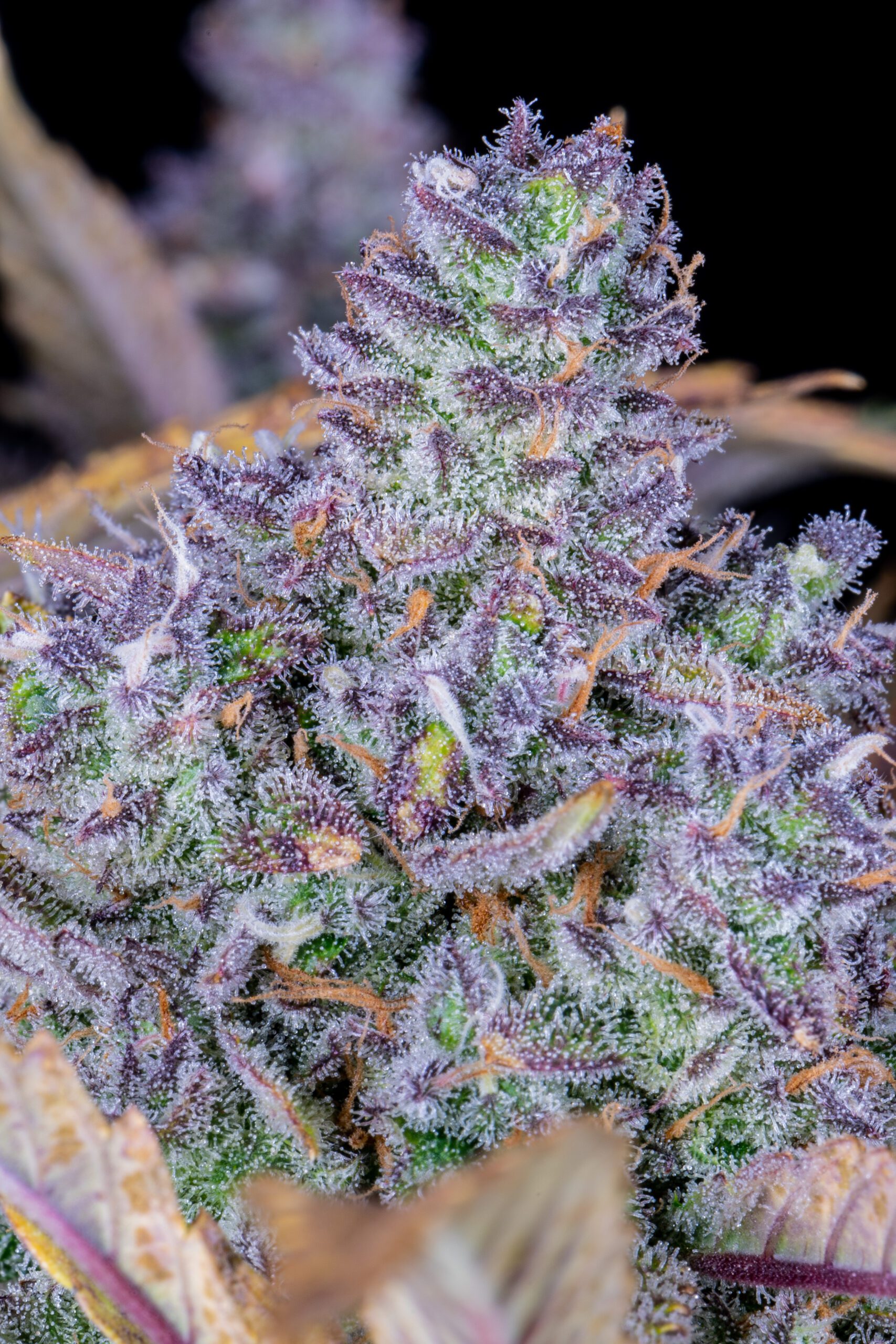 Tropicana Cookies Auto 3 Feminized Autoflower Seeds - Image 5