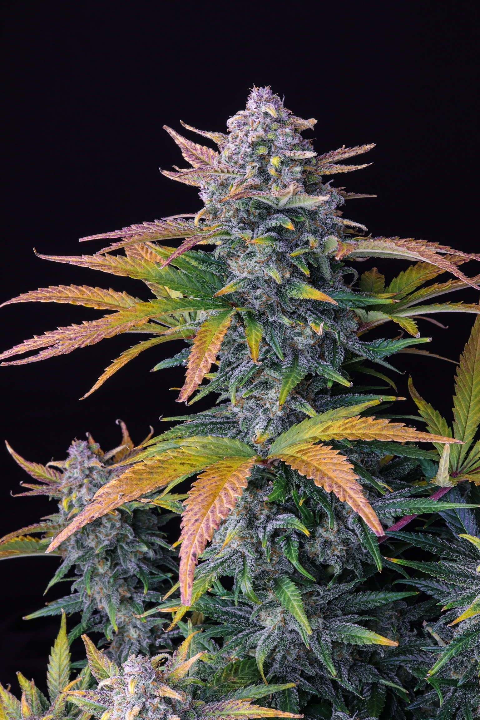 Tropicana Cookies Auto 3 Feminized Autoflower Seeds - Image 7
