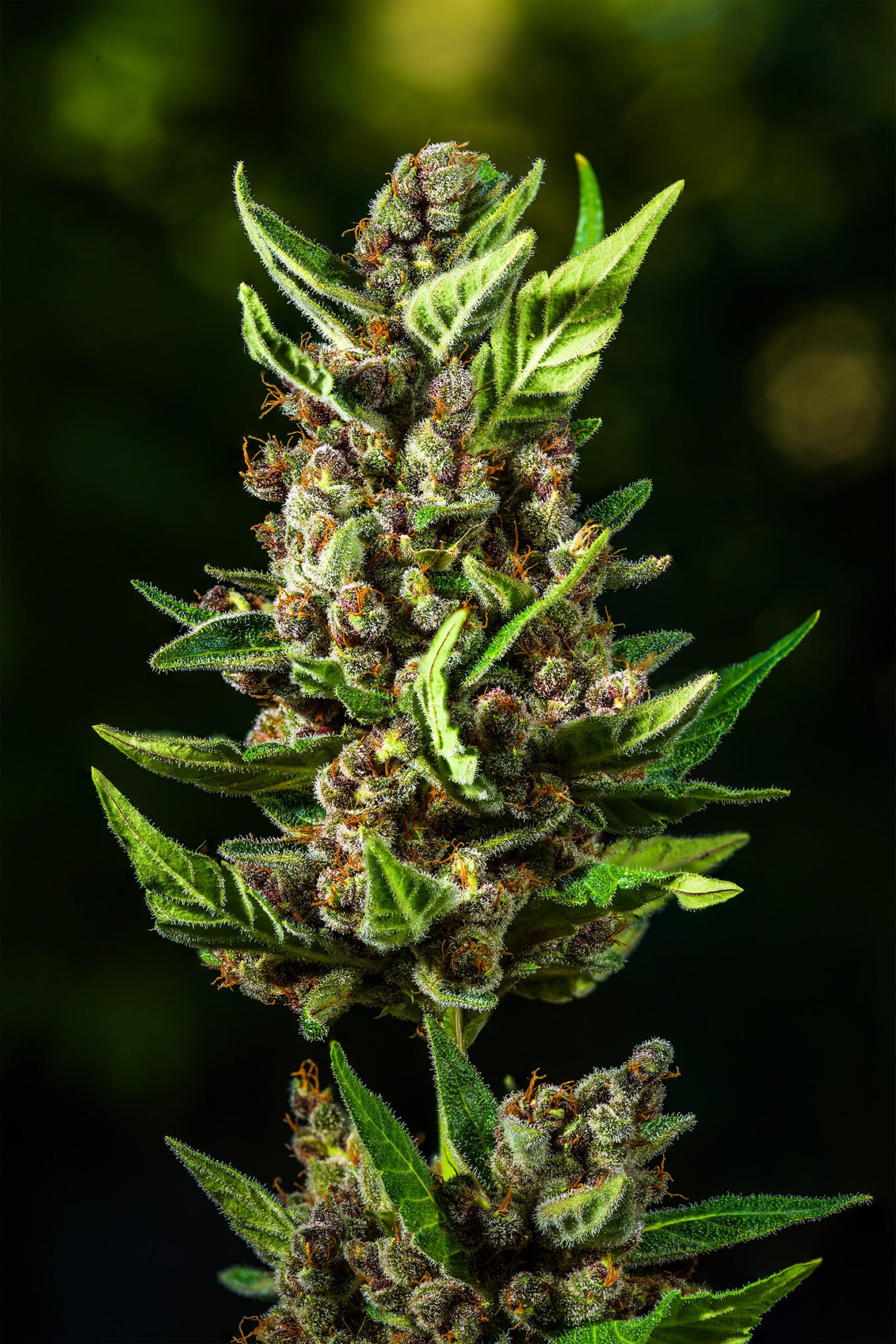 Tropicana Cookies Auto 3 Feminized Autoflower Seeds Dcse