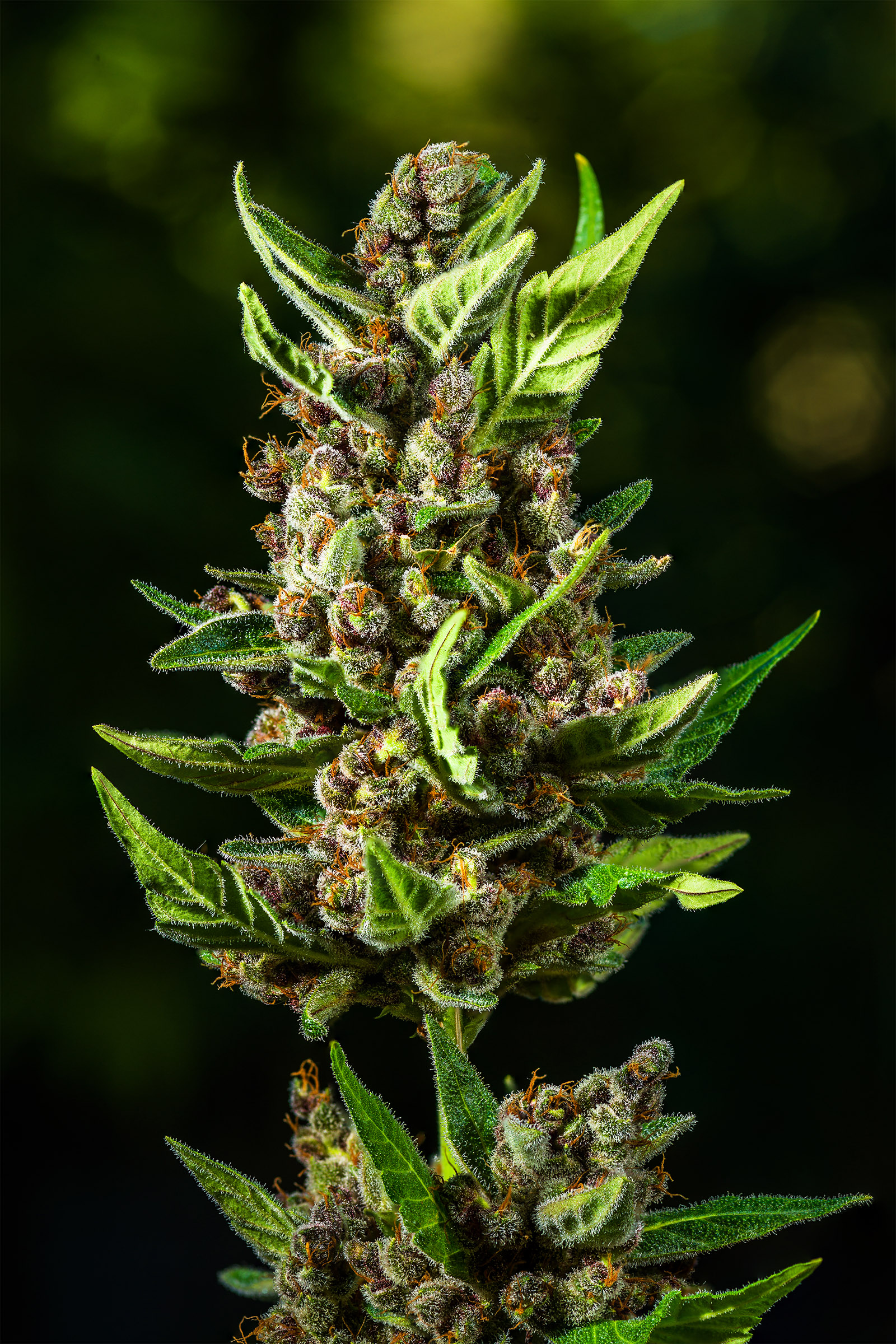 Tropicana Cookies Auto 3 Feminized Autoflower Seeds - Image 10