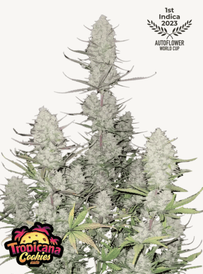 Tropicana Cookies Auto 3 Feminized Autoflower Seeds