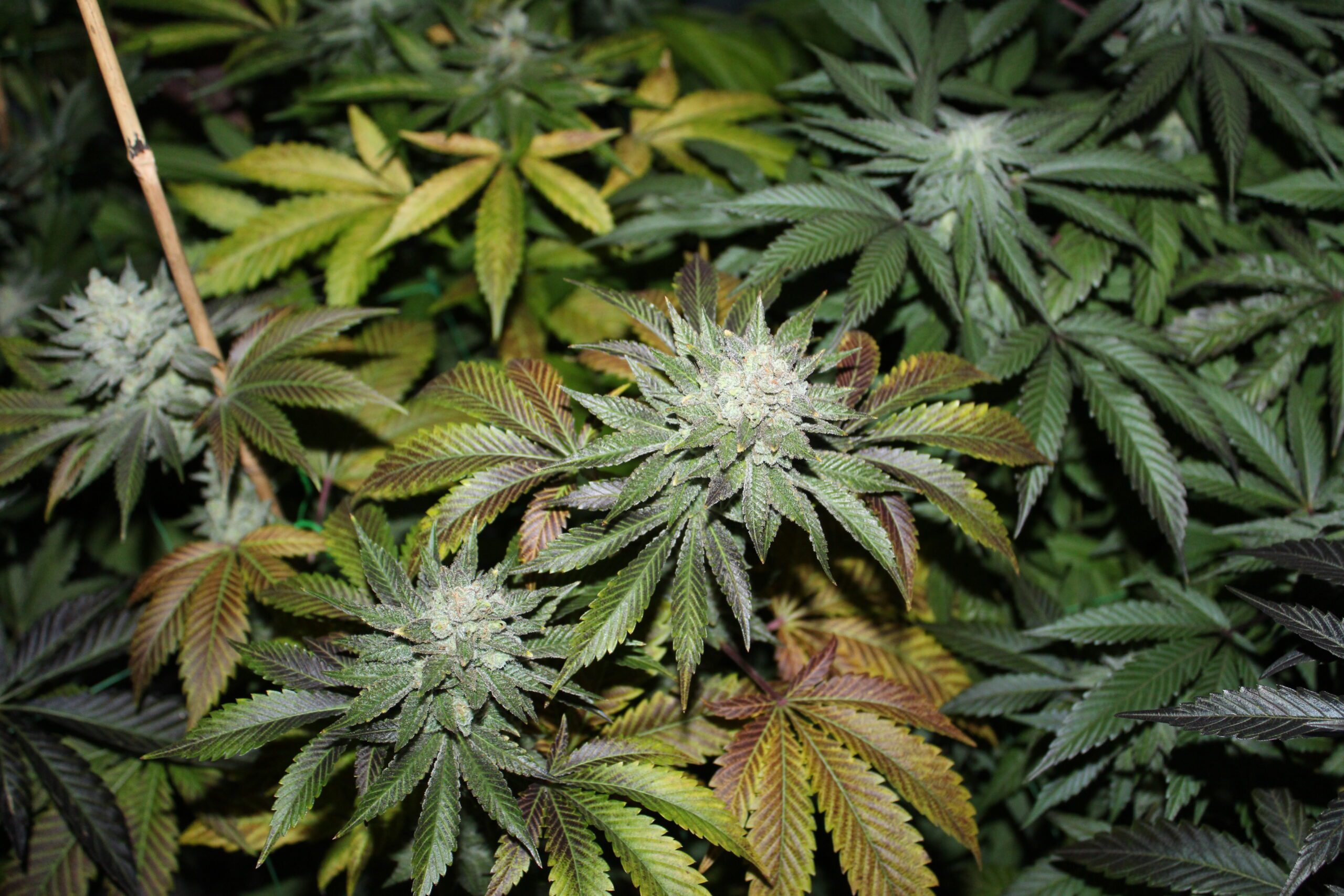Vintage Triangle F1 (Triangle Kush Ricky Cut x Vintage Sensi Star) 12 Feminized Seeds - Image 2
