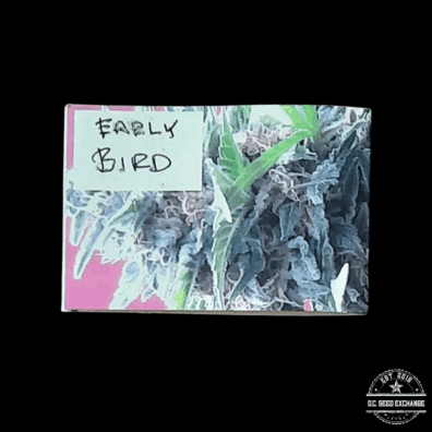 Vashon Seeds Early Bird F1 (Vashon Kush x Early VSM Male) 10 Regular Seeds