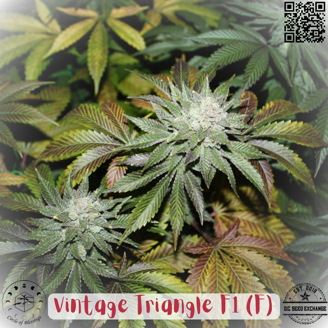 Vintage Triangle F1 (Triangle Kush Ricky Cut x Vintage Sensi Star) 12 Feminized Seeds