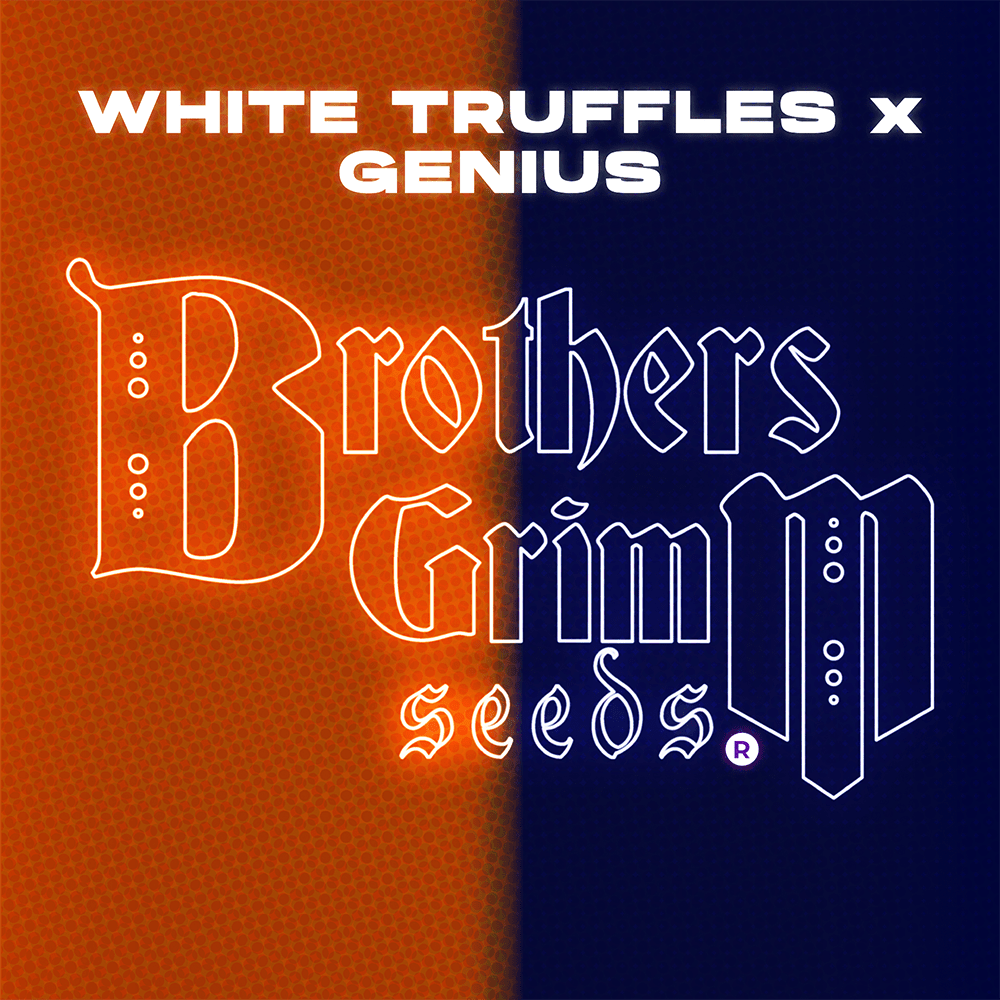 White Truffles x Genius 9 Feminized Seeds