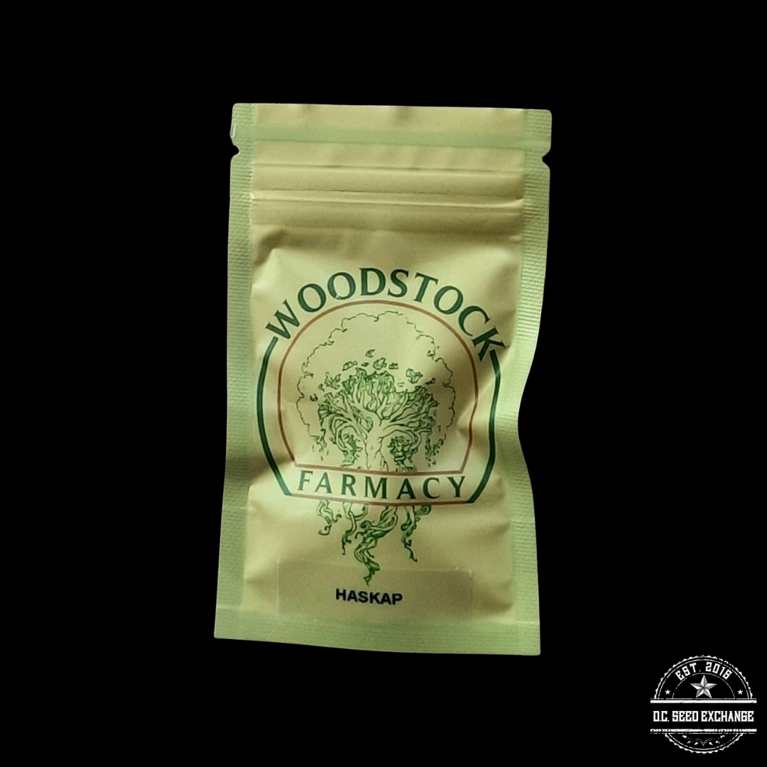 Woodstock Farmacy HASKAP F1 (Grape Pie x Sundae Brunch) 10 Regular Seeds