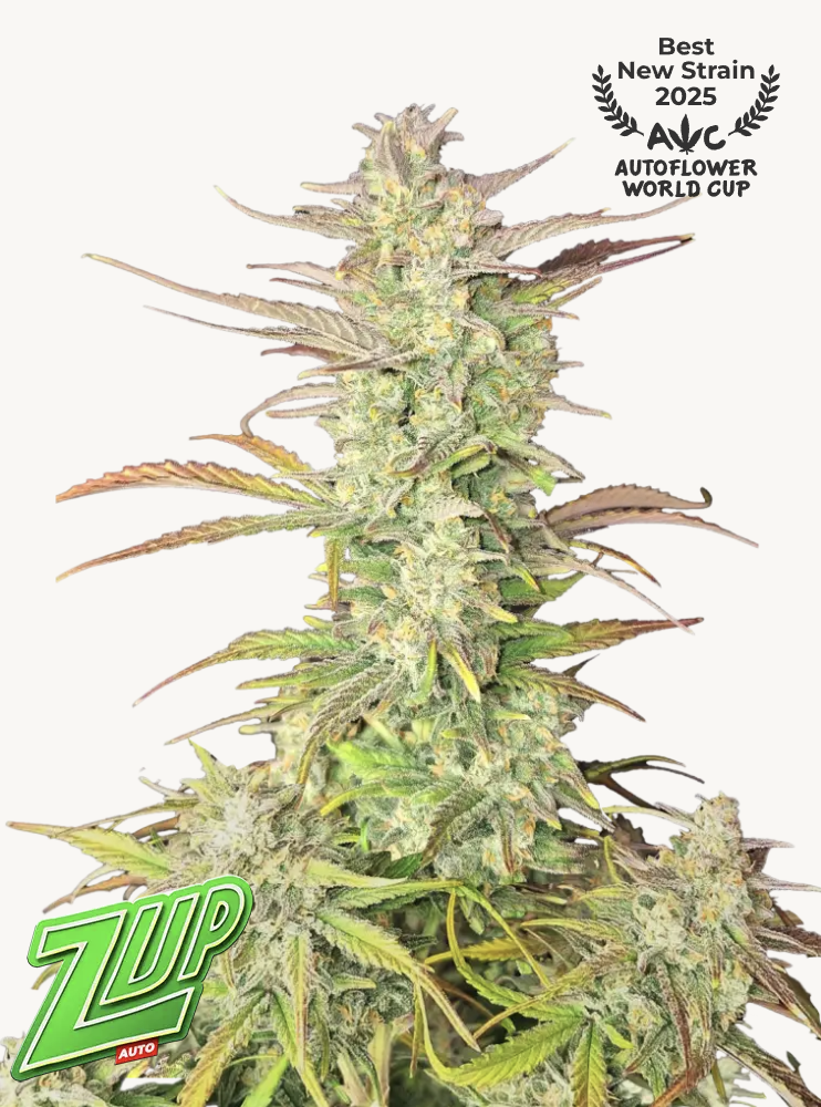 Z-Up Auto 3 Feminized Autoflower Seeds