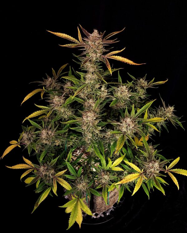Ztrawberriez Auto 3 Feminized Autoflower Seeds - Image 3