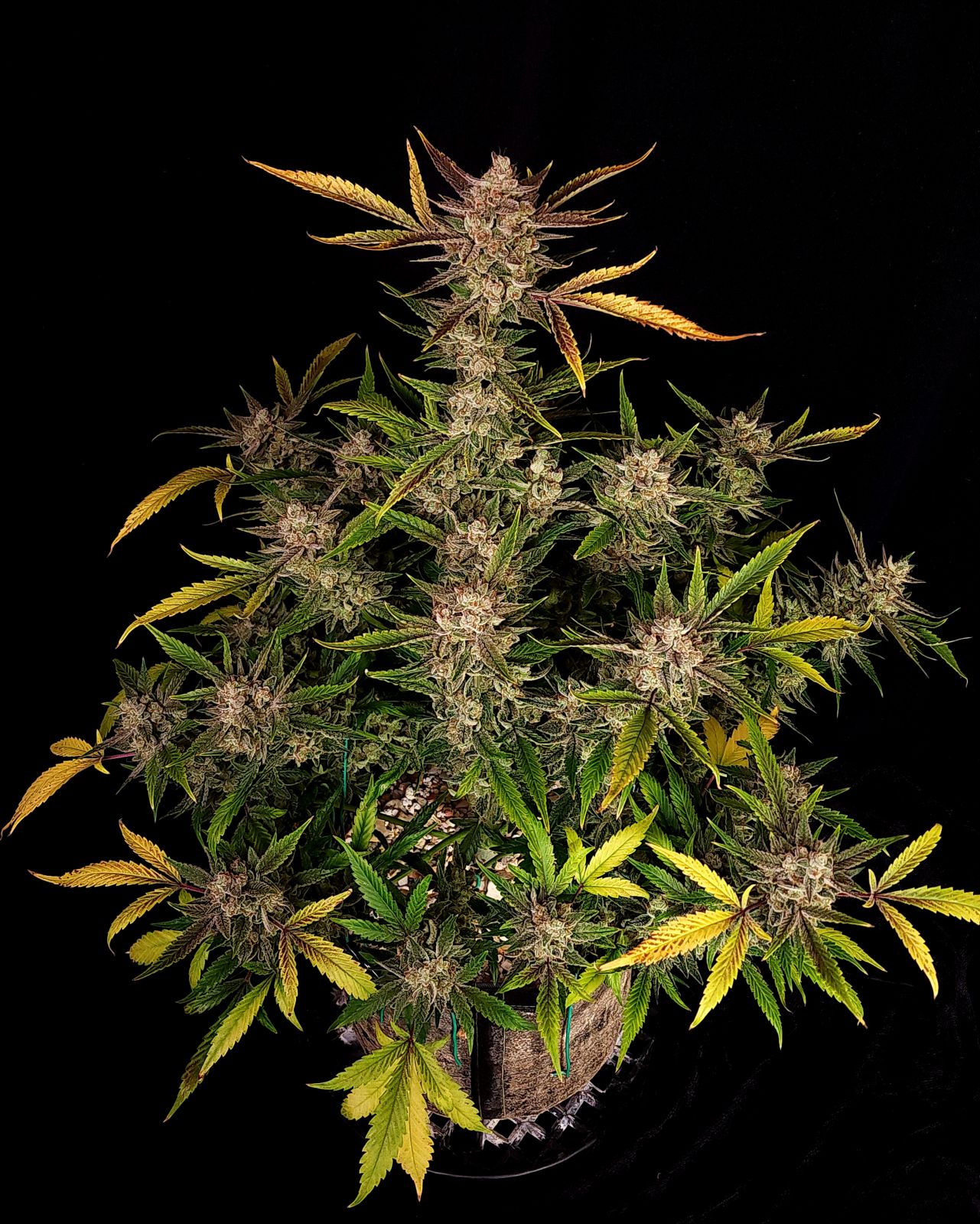 Ztrawberriez Auto 3 Feminized Autoflower Seeds - Image 3