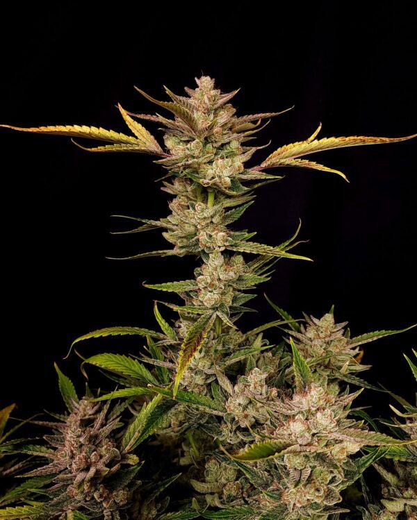 Ztrawberriez Auto 3 Feminized Autoflower Seeds - Image 5