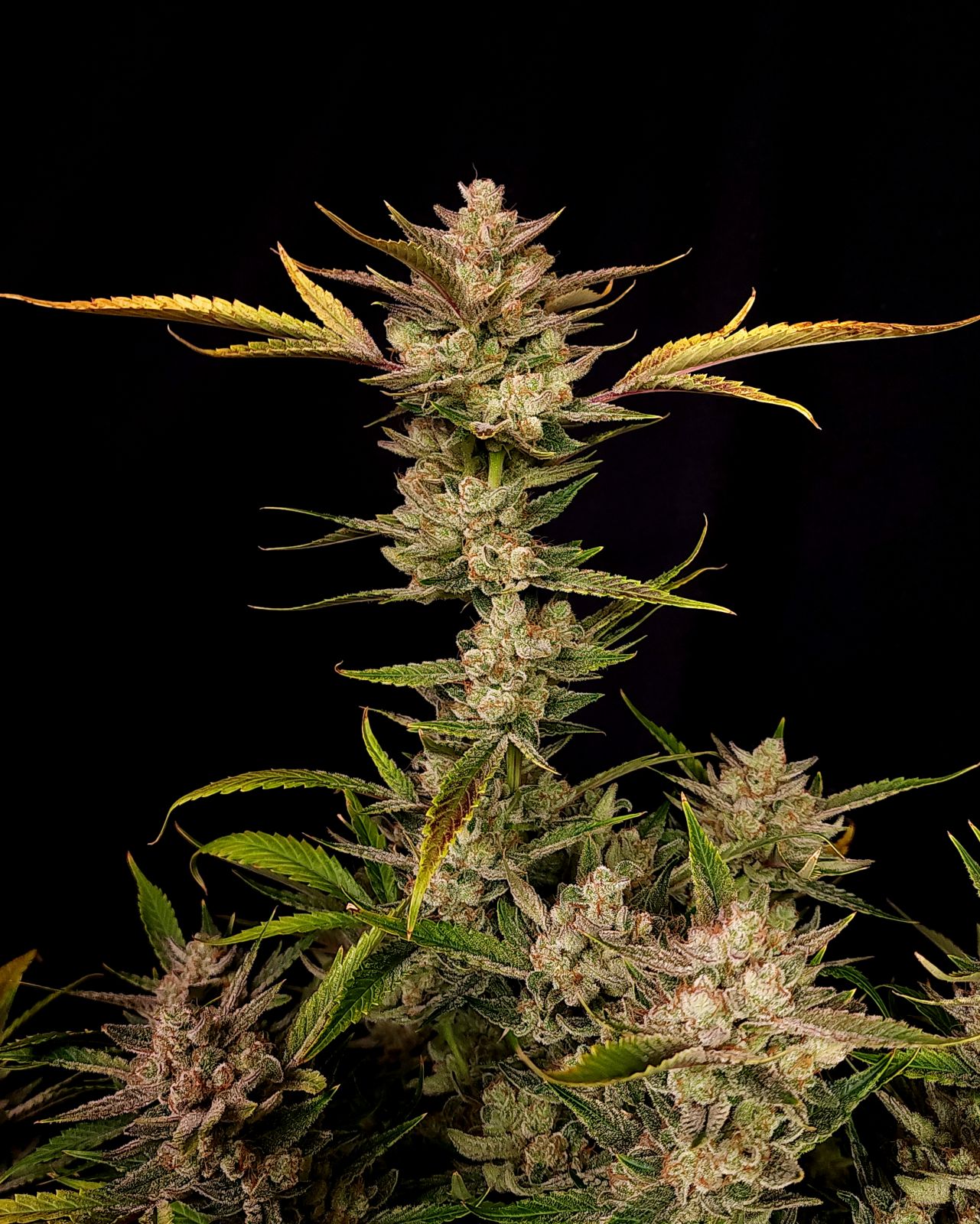 Ztrawberriez Auto 3 Feminized Autoflower Seeds - Image 5