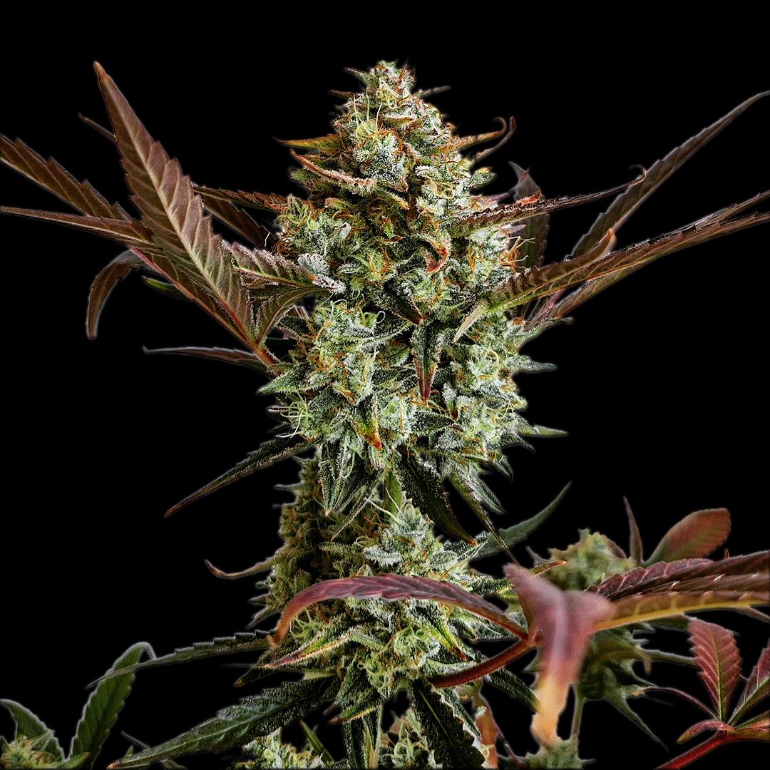 Ztrawberriez Auto 3 Feminized Autoflower Seeds - Image 8