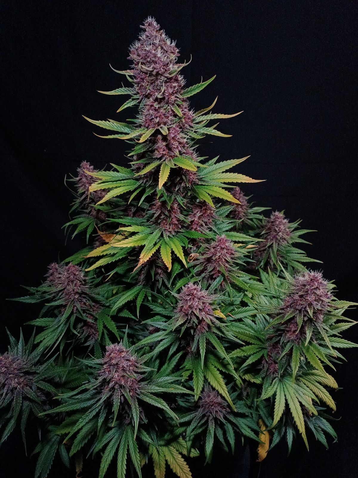 Ztrawberriez Auto 3 Feminized Autoflower Seeds - Image 9