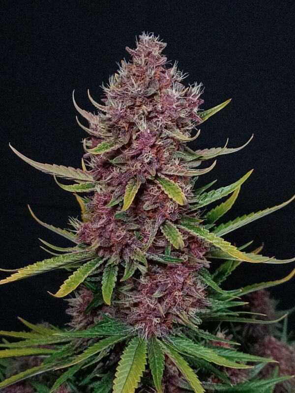 Ztrawberriez Auto 3 Feminized Autoflower Seeds - Image 10