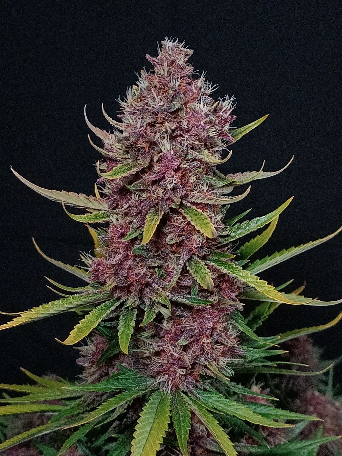 Ztrawberriez Auto 3 Feminized Autoflower Seeds - Image 10