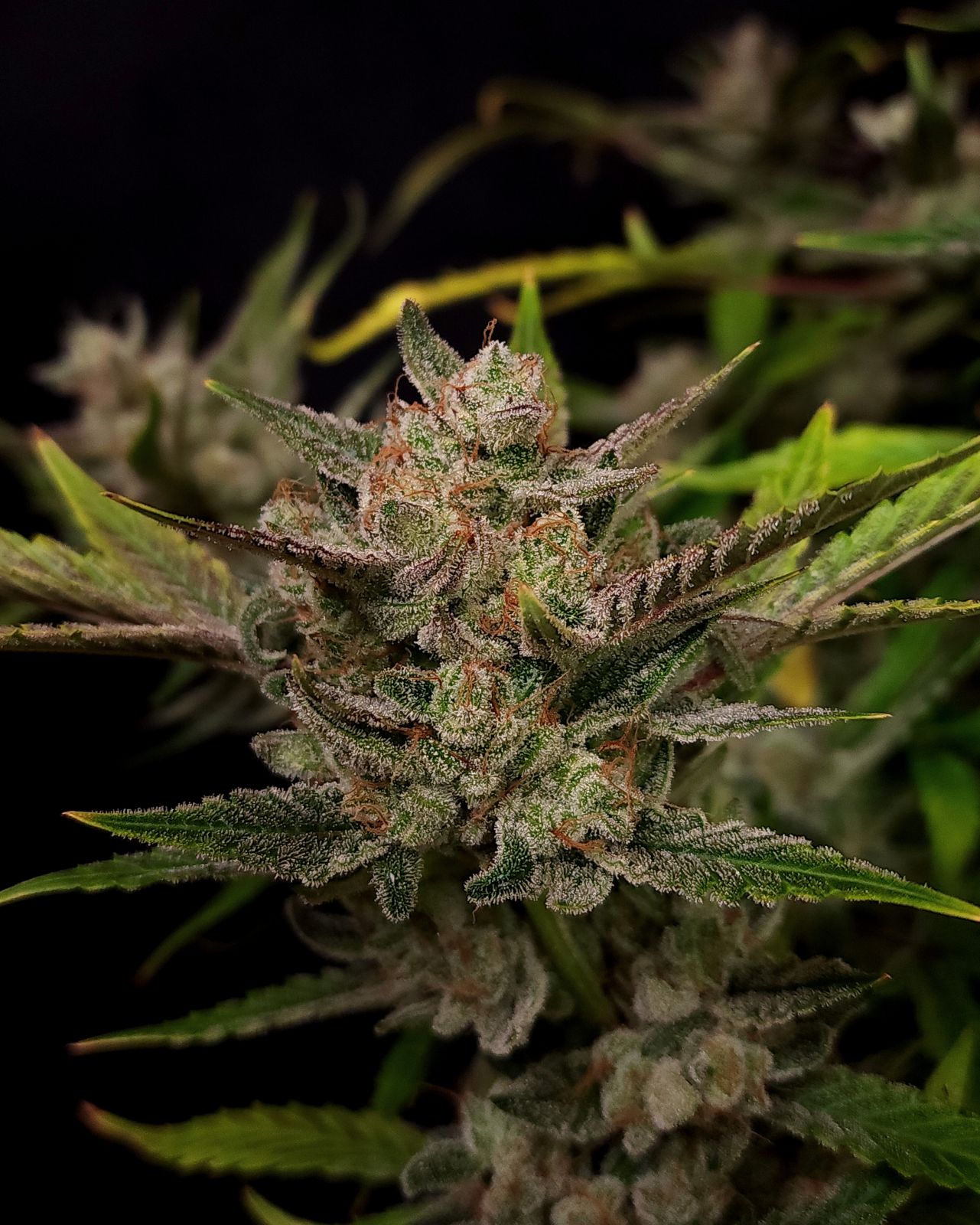 Ztrawberriez Auto 3 Feminized Autoflower Seeds - Image 6