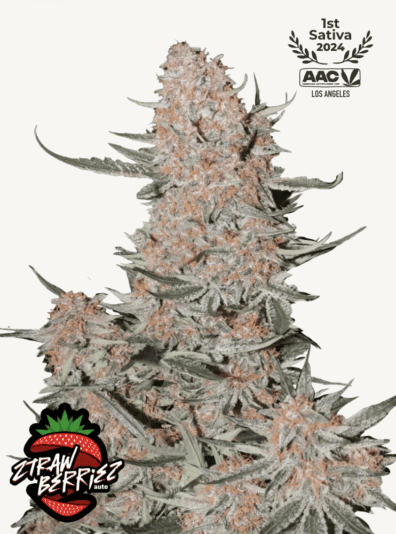 Ztrawberriez Auto 3 Feminized Autoflower Seeds