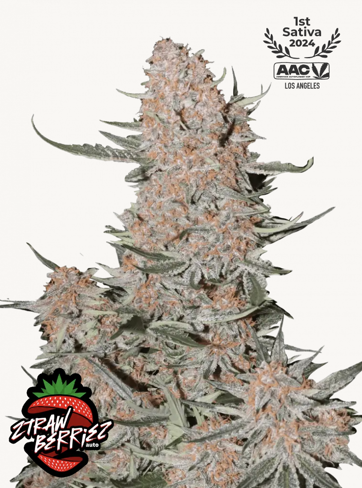 Ztrawberriez Auto 3 Feminized Autoflower Seeds