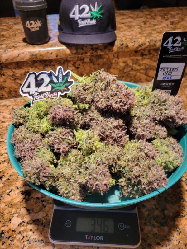 Ztrawberriez Auto 3 Feminized Autoflower Seeds - Image 7