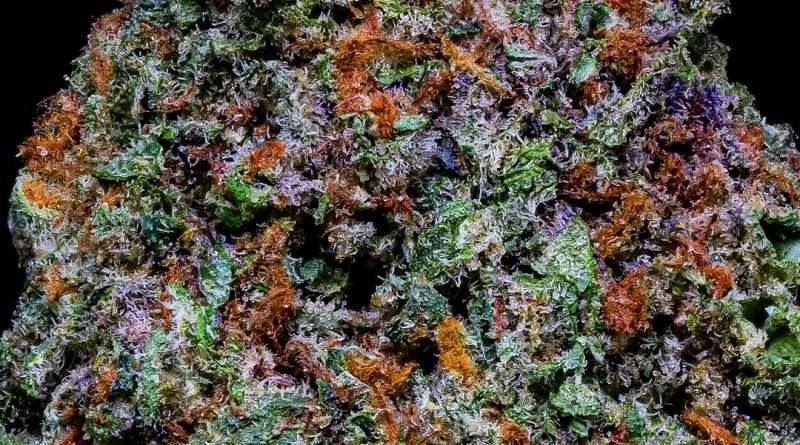 Alien Cookies F3 (Forum Girl Scout Cookies x Alien Dawg F4) 12 Regular Seeds - Image 2