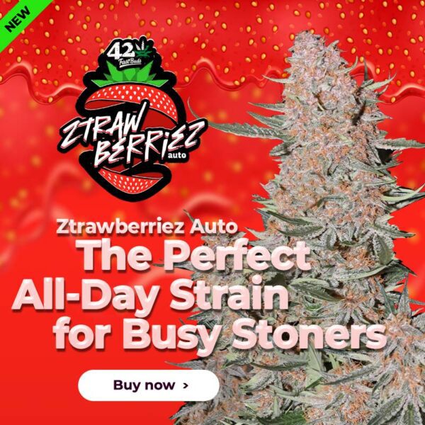 Ztrawberriez Auto 3 Feminized Autoflower Seeds - Image 2