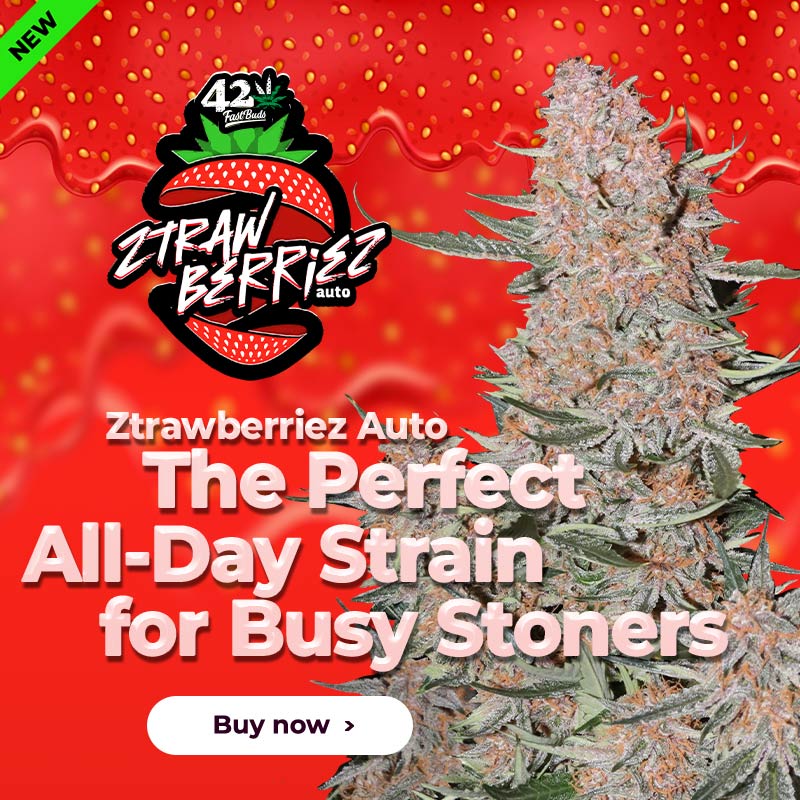 Ztrawberriez Auto 3 Feminized Autoflower Seeds - Image 2