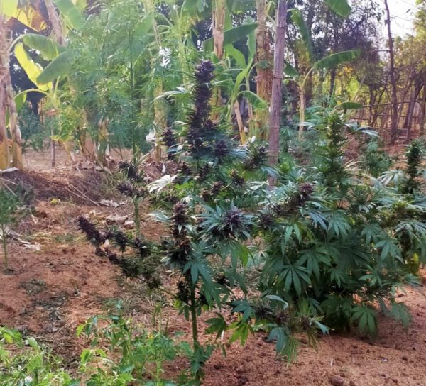 Goji Pupil S1 (Goji OG x Star Pupil) 7 Feminized Seeds - Image 6